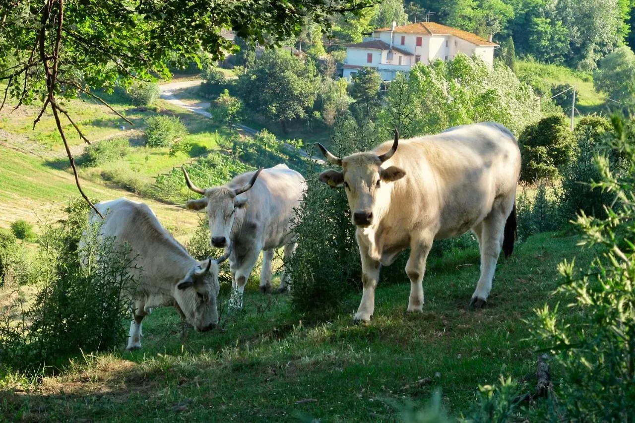 Bio-Agriturismo Carpareto San Miniato 0*,